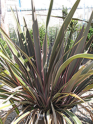 Pink Stripe New Zealand Flax (Phormium 'Pink Stripe') at Lakeshore Garden Centres
