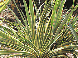 Tricolor New Zealand Flax (Phormium cookianum 'Tricolor') at Lakeshore Garden Centres
