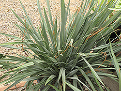 Cassa Blue Flax Lily (Dianella caerulea 'DBB03') at Lakeshore Garden Centres