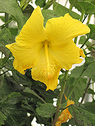 Butterfly Hibiscus (Hibiscus rosa-sinensis 'Butterfly') at Lakeshore Garden Centres