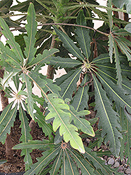 Hardy Schefflera (Schefflera delavayi) at Lakeshore Garden Centres