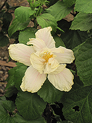 White Kalakaua Hibiscus (Hibiscus rosa-sinensis 'White Kalakaua') at Lakeshore Garden Centres