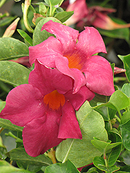Sun Parasol Burgundy Mandevilla (Mandevilla 'Sun Parasol Burgundy') at Lakeshore Garden Centres