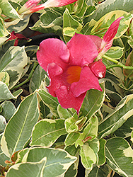 Fury Fire And Ice Mandevilla (Mandevilla 'FGDIP1RV') at Lakeshore Garden Centres