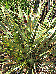 Carousel New Zealand Flax (Phormium 'Carousel') at Lakeshore Garden Centres