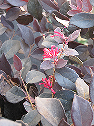 Purple Pixie Fringeflower (Loropetalum chinense 'Peack') at Lakeshore Garden Centres