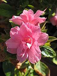 Encore Autumn Empress Azalea (Rhododendron 'Conles') at Lakeshore Garden Centres
