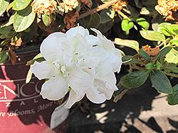 Encore Autumn Moonlight Azalea (Rhododendron 'Mootum') at Lakeshore Garden Centres