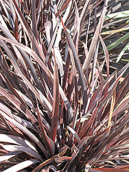 Electric Black Light New Zealand Flax (Phormium 'Electric Black Light') at Lakeshore Garden Centres
