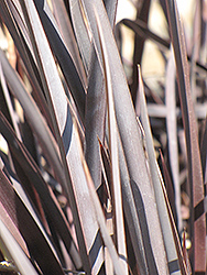 Electric Black Light New Zealand Flax (Phormium 'Electric Black Light') at Lakeshore Garden Centres