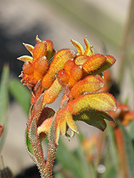Joe Joe Orange Kangaroo Paw (Anigozanthos 'Joe Joe Orange') at Lakeshore Garden Centres