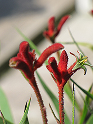 Joe Joe Red Kangaroo Paw (Anigozanthos 'Joe Joe Red') at Lakeshore Garden Centres