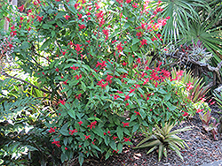 Fire Spike (Odontonema strictum) at Lakeshore Garden Centres