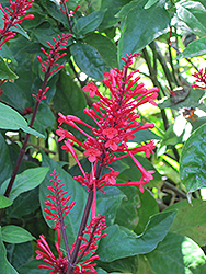 Fire Spike (Odontonema strictum) at Lakeshore Garden Centres