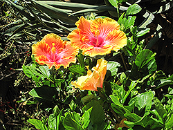 Georgia's Pearl Hibiscus (Hibiscus rosa-sinensis 'Georgia's Pearl') at Lakeshore Garden Centres