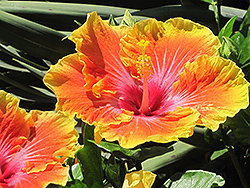 Georgia's Pearl Hibiscus (Hibiscus rosa-sinensis 'Georgia's Pearl') at Lakeshore Garden Centres