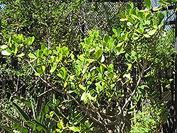 Autograph Tree (Clusia rosea) at Lakeshore Garden Centres