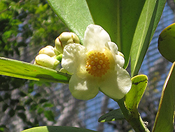 Autograph Tree (Clusia rosea) at Lakeshore Garden Centres