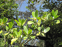Autograph Tree (Clusia rosea) at Lakeshore Garden Centres