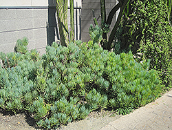 Blue Chalk Sticks (Kleinia mandraliscae) at Lakeshore Garden Centres