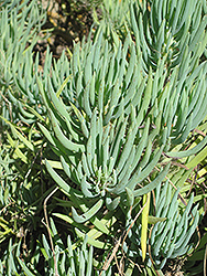 Blue Chalk Sticks (Kleinia mandraliscae) at Lakeshore Garden Centres