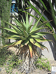 Transkei Bitter Aloe (Aloe candelabrum) at Lakeshore Garden Centres
