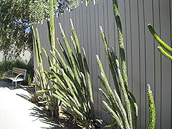 Madagascan Ocotillo (Alluaudia procera) at Lakeshore Garden Centres