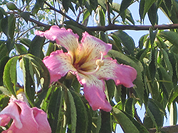 Willis Jr. Silk Floss Tree (Ceiba speciosa 'Willis Jr.') at Lakeshore Garden Centres