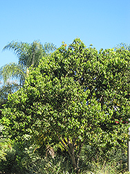 Chinese Cinnamon (Cinnamomum aromaticum) at Lakeshore Garden Centres
