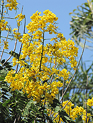Whitebark Senna (Senna spectabilis) at Lakeshore Garden Centres