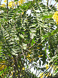 Whitebark Senna (Senna spectabilis) at Lakeshore Garden Centres