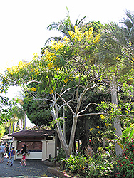 Whitebark Senna (Senna spectabilis) at Lakeshore Garden Centres