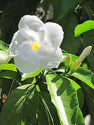 Lateira (Tabernaemontana fuchsiaefolia) at Lakeshore Garden Centres