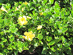 Butterfly Hibiscus (Hibiscus rosa-sinensis 'Butterfly') at Lakeshore Garden Centres