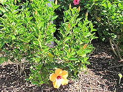 Yellow Wing Hibiscus (Hibiscus rosa-sinensis 'Yellow Wing') at Lakeshore Garden Centres