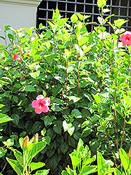 Salmon Pink Hibiscus (Hibiscus rosa-sinensis 'Salmon Pink') at Lakeshore Garden Centres