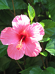 Salmon Pink Hibiscus (Hibiscus rosa-sinensis 'Salmon Pink') at Lakeshore Garden Centres