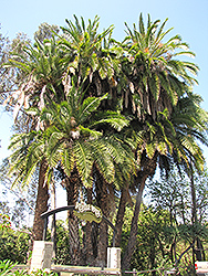 Senegal Date Palm (Phoenix reclinata (clump)) at Lakeshore Garden Centres