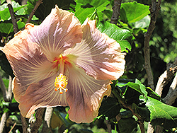 Silver Memories Hibiscus (Hibiscus rosa-sinensis 'Silver Memories') at Lakeshore Garden Centres