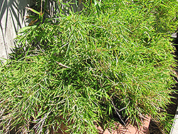 Dragon's Head Clump Bamboo (Fargesia dracocephala) at Lakeshore Garden Centres