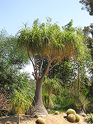 Pony Tail Palm (Nolina recurvata) at Golden Acre Home & Garden