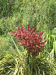 Pony Tail Palm (Beaucarnea recurvata) at Lakeshore Garden Centres