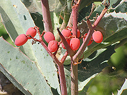Wild Grape (Cyphostemma juttae) at Lakeshore Garden Centres