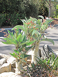 Wild Grape (Cyphostemma juttae) at Lakeshore Garden Centres