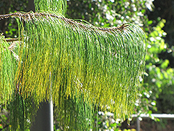 Mexican Weeping Pine (Pinus patula) at Lakeshore Garden Centres