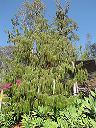 Mexican Weeping Pine (Pinus patula) at Lakeshore Garden Centres