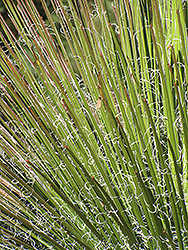 Narrowleaf Yucca (Yucca angustissima) at Lakeshore Garden Centres