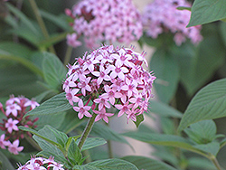 Nova Star Flower (Pentas lanceolata 'Nova') at Lakeshore Garden Centres