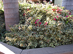 Bambino Baby Victoria Bougainvillea (Bougainvillea 'Baby Victoria') at Lakeshore Garden Centres