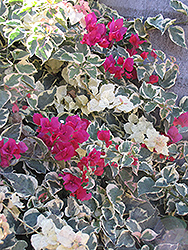 Bambino Baby Victoria Bougainvillea (Bougainvillea 'Baby Victoria') at Lakeshore Garden Centres